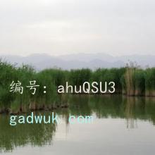 ع