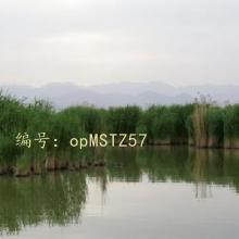 û