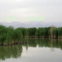 ʼ